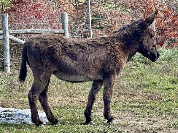 chocolate-donkey-mare