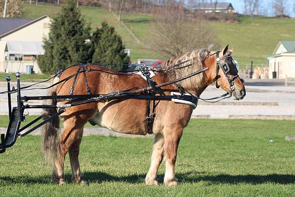 buckskin-none-pony