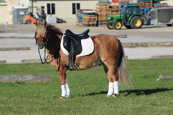 athletic-quarter-pony