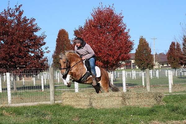 beginner-quarter-pony