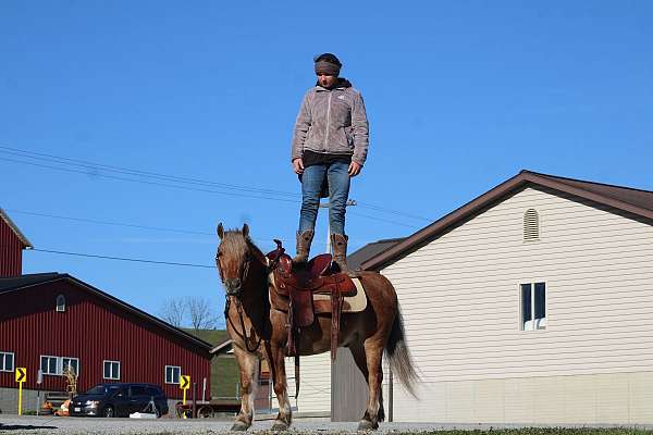companion-quarter-pony
