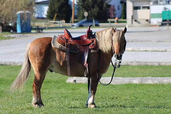 driving-quarter-pony