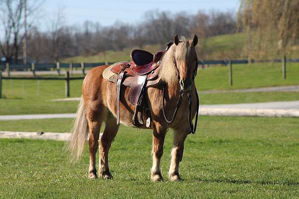 english-pleasure-quarter-pony