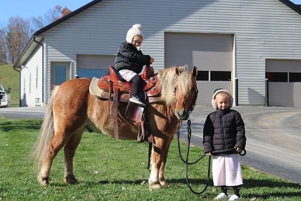 kid-safe-quarter-pony