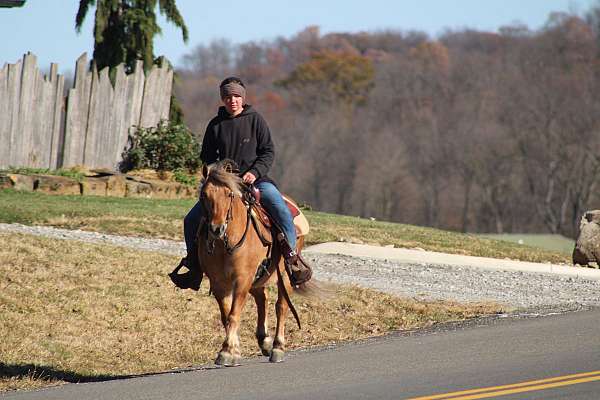 lesson-quarter-pony