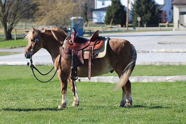 pleasure-driving-quarter-pony