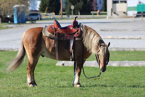 ridden-english-quarter-pony
