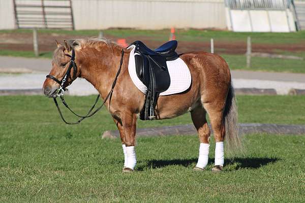 school-quarter-pony