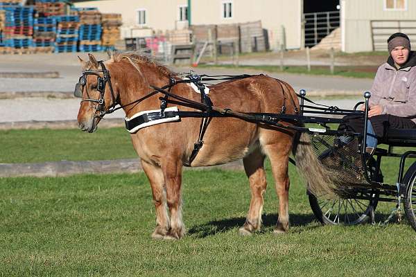 all-around-quarter-pony