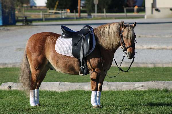 harness-quarter-pony