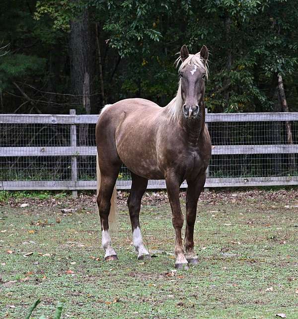 chocolate-flaxen-mane-tail-white-socks-horse
