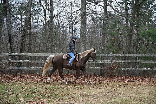 arena-kentucky-mountain-horse