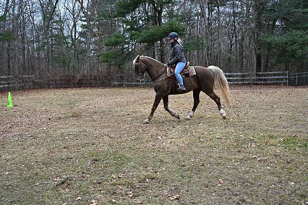 awesome-kentucky-mountain-horse