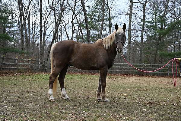 barefoot-kentucky-mountain-horse