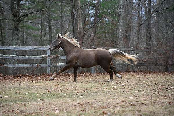bred-kentucky-mountain-horse