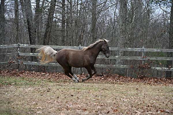 diamond-kentucky-mountain-horse