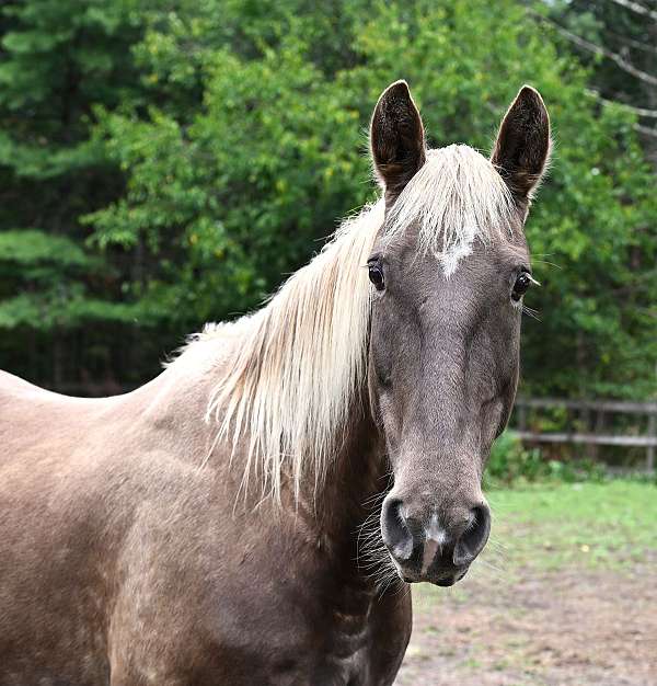 due-kentucky-mountain-horse