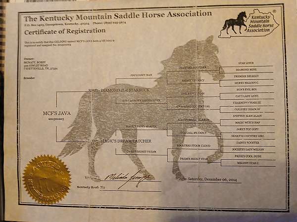 etc-kentucky-mountain-horse