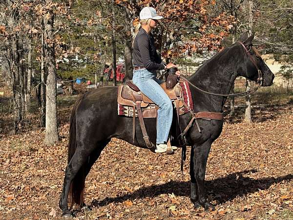gaited-tennessee-walking-horse