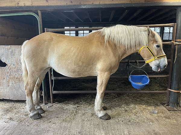 driving-belgian-horse