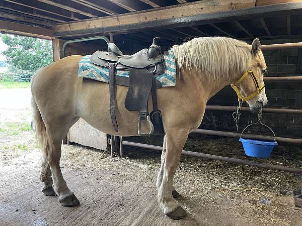 kid-safe-belgian-horse