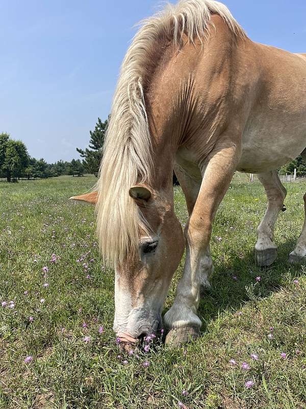 team-driving-belgian-horse