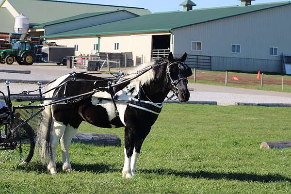 working-crossbred-pony