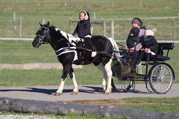beginner-crossbred-pony