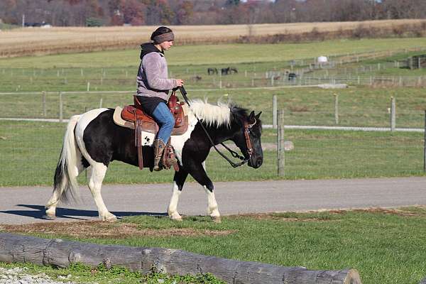 companion-crossbred-pony