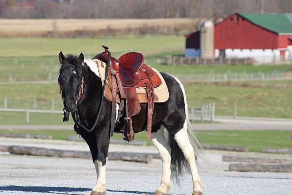 driving-crossbred-pony