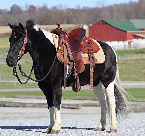 finished-crossbred-pony