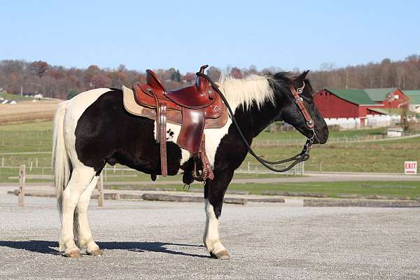 kid-safe-crossbred-pony