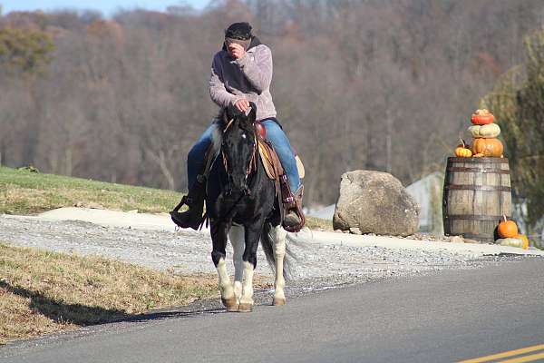 parade-crossbred-pony