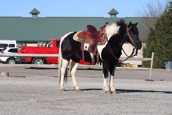 pleasure-driving-crossbred-pony