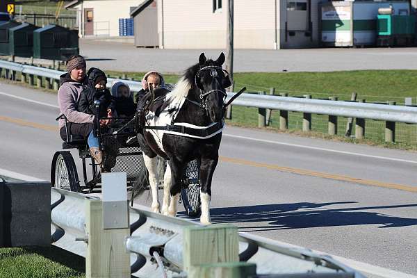 lesson-crossbred-pony