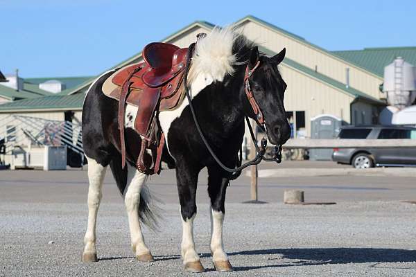 all-around-crossbred-pony