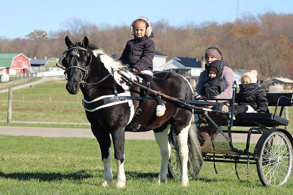 therapy-crossbred-pony