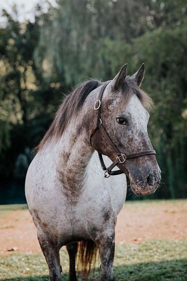 appaloosa-pony