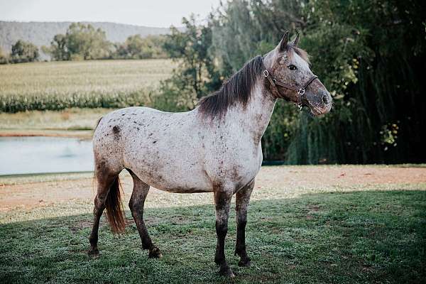 appaloosa