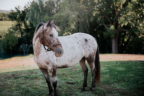10-hand-appaloosa-mare