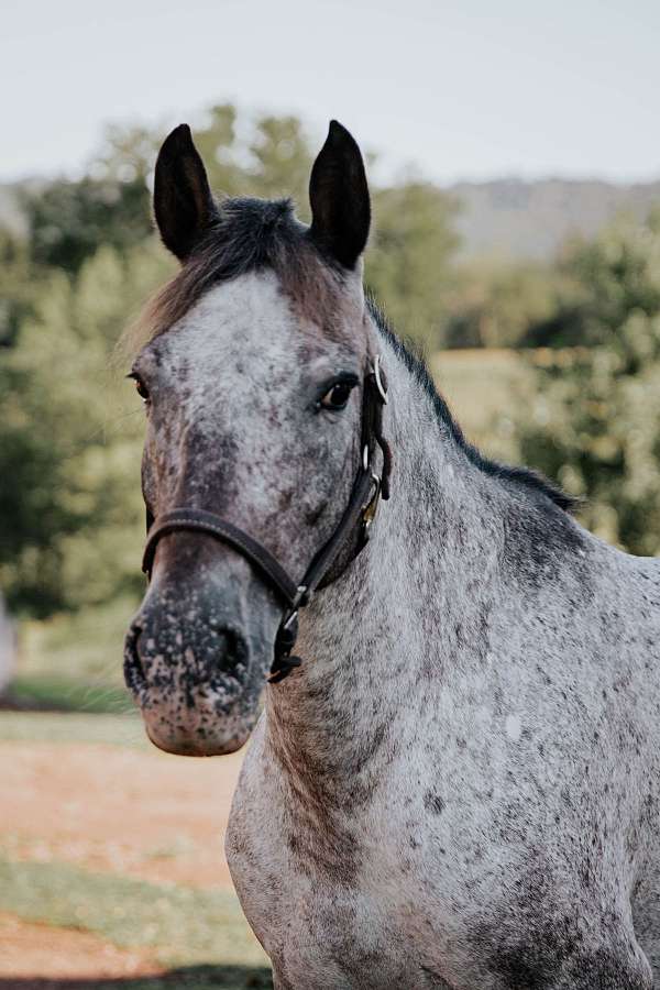 10-hand-appaloosa-pony