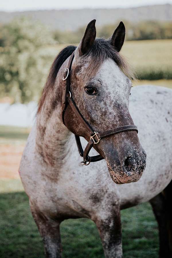 10-hand-mare