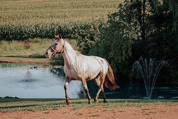appaloosa-mare
