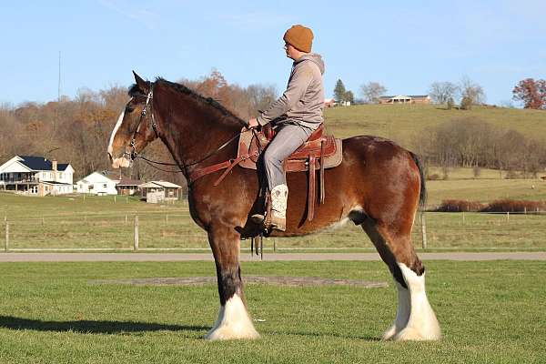 trail-clydesdale-draft-horse