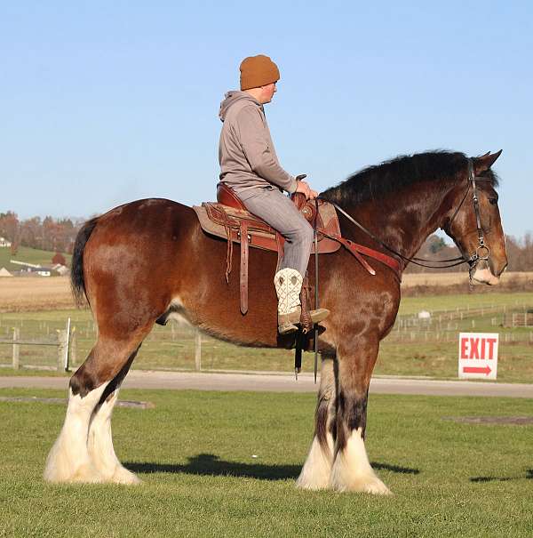 trained-clydesdale-draft-horse