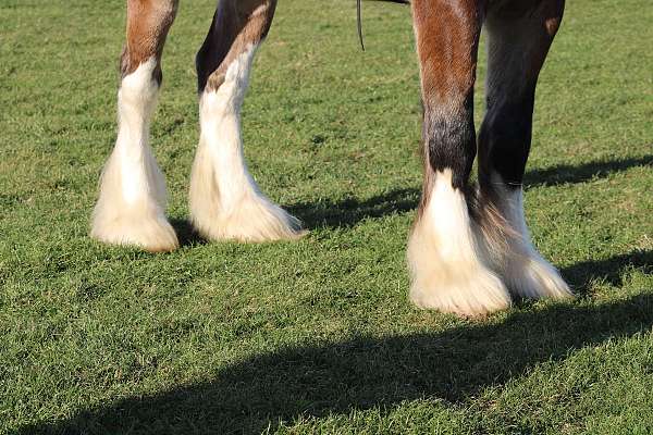 white-strip-legs-horse