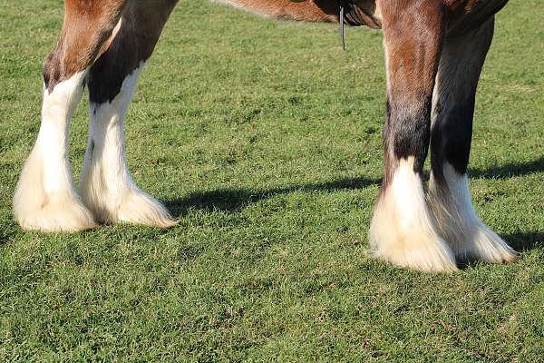 draft-clydesdale-horse