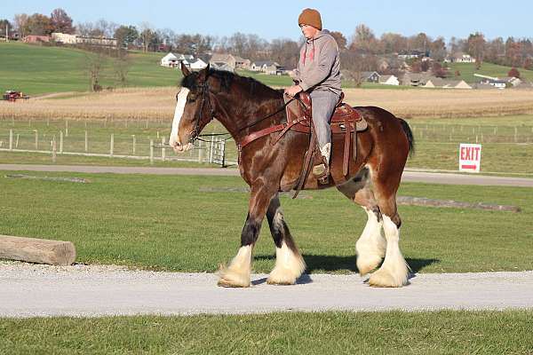 husband-safe-clydesdale-horse