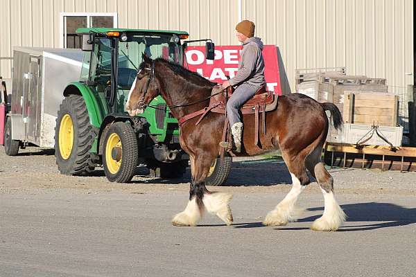 mounted-patrol-clydesdale-horse