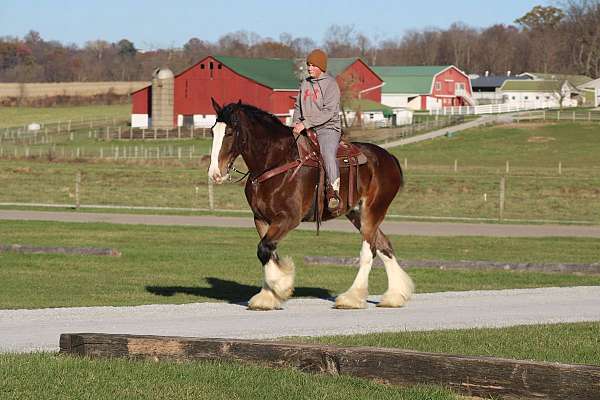 parade-clydesdale-horse